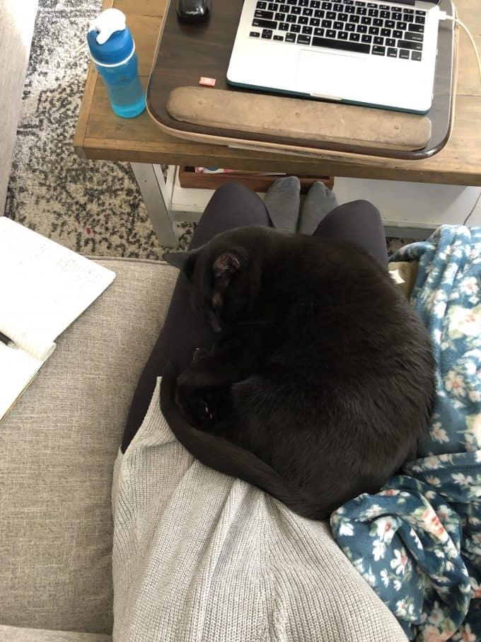 Cane di nome Salsa accoccolato a una persona, un amico fedele