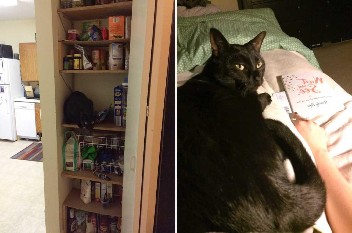 Gatto Salsa si accoccola vicino al viso dell'autore