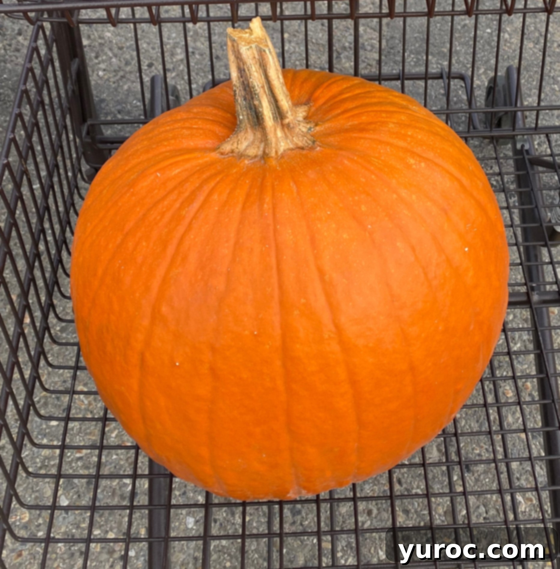 Unlock the Secrets of Whole Pumpkin Cooking and Homemade Purée 9 Pumpkin in a grocery cart