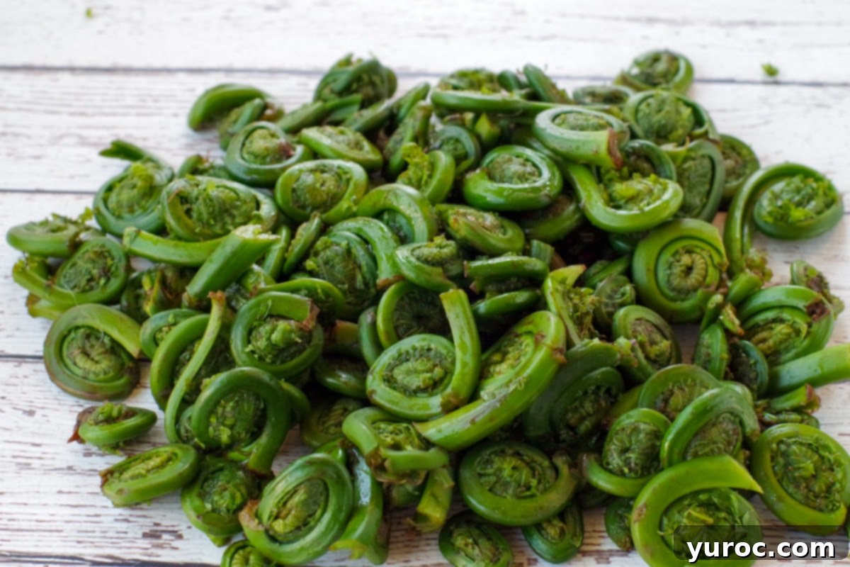 15 Creative Fiddlehead Dishes 3 washed, raw fiddleheads piled on a white faux wood surface