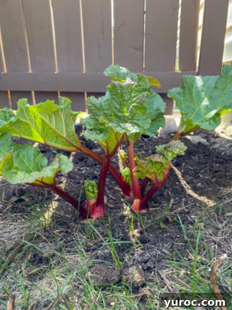 rhubarb plant by a fence
