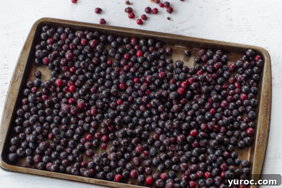 Your Guide to Freezing Saskatoon Berries 4 fresh Saskatoon berries on a baking sheet on white surface