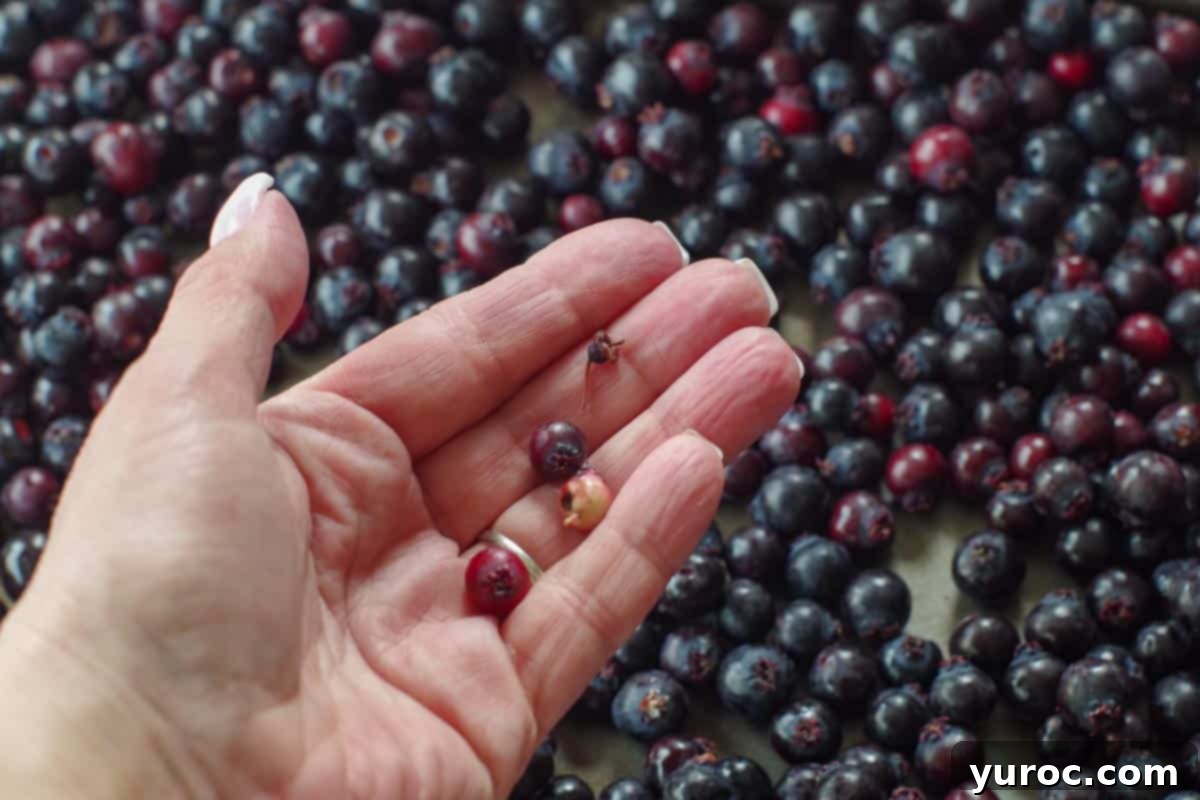 Your Guide to Freezing Saskatoon Berries 5 hand holding bad, unripe, mushy berries