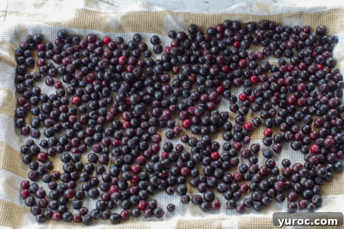 Your Guide to Freezing Saskatoon Berries 8 saskatoon berries on a tea towel lined baking sheet