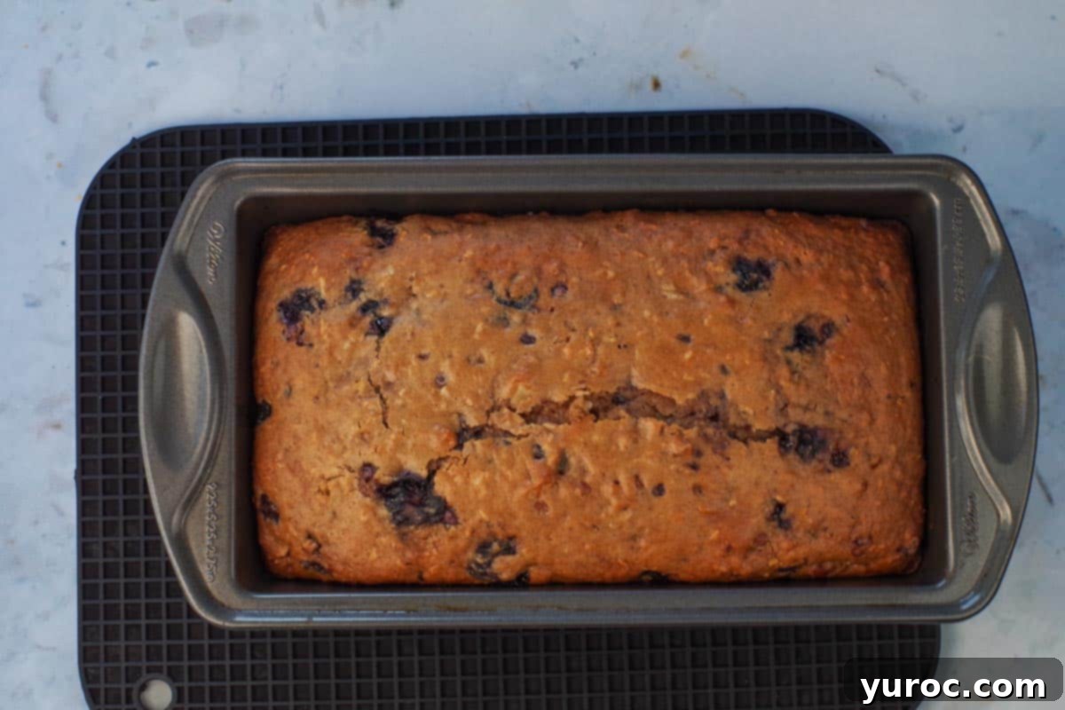 Cozy Blueberry Gingerbread Loaf 10 Baked Blueberry Gingerbread loaf in a pan.