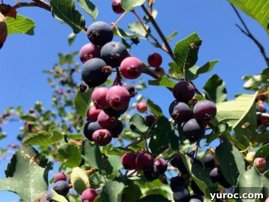 A lush Saskatoon berry bush laden with ripe, dark berries, ready for picking.