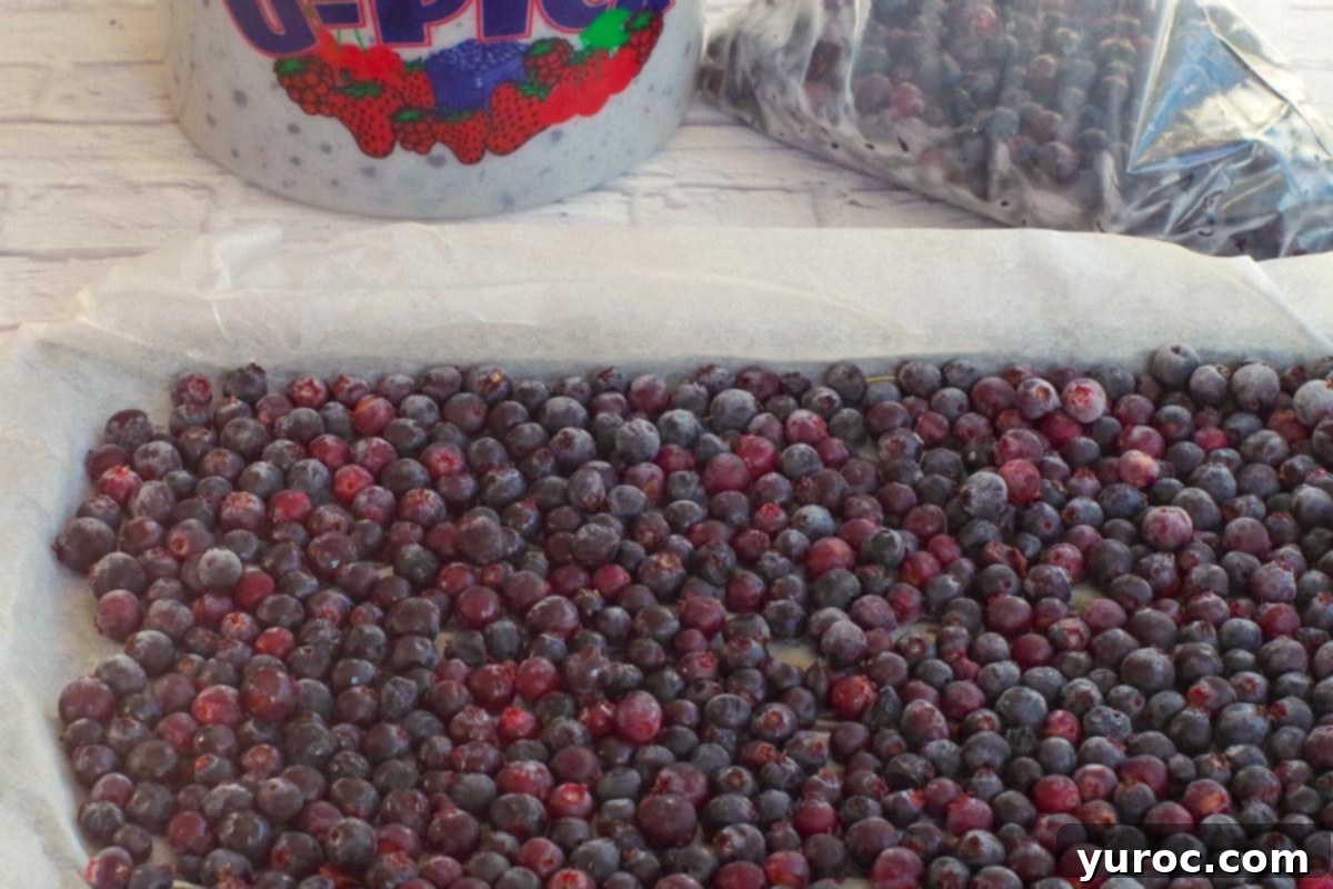 Frozen Saskatoon berries on a parchment lined baking sheet, with a bucket and ziploc bags with Saskatoons in the background