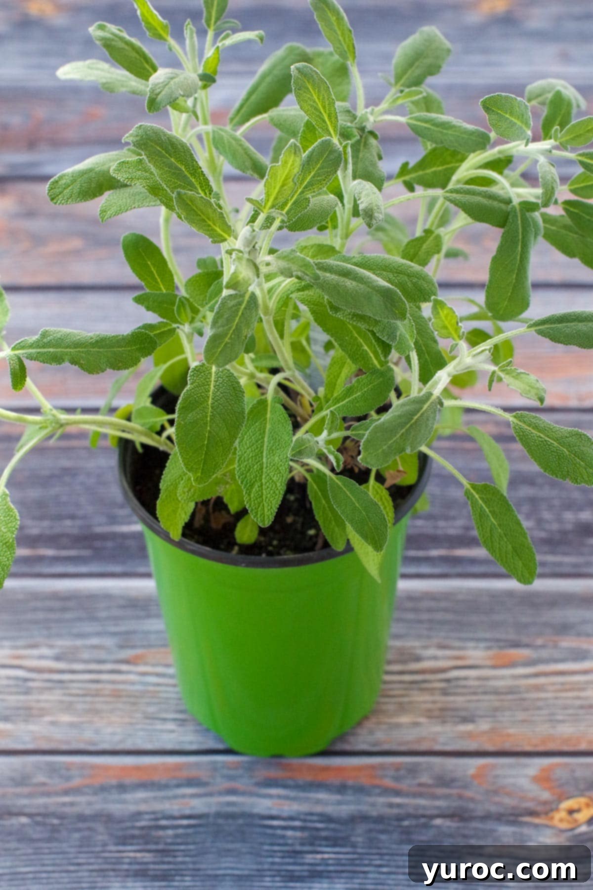 Fresh sage plant resting on a rustic blue faux wooden surface, highlighting the herb's natural beauty