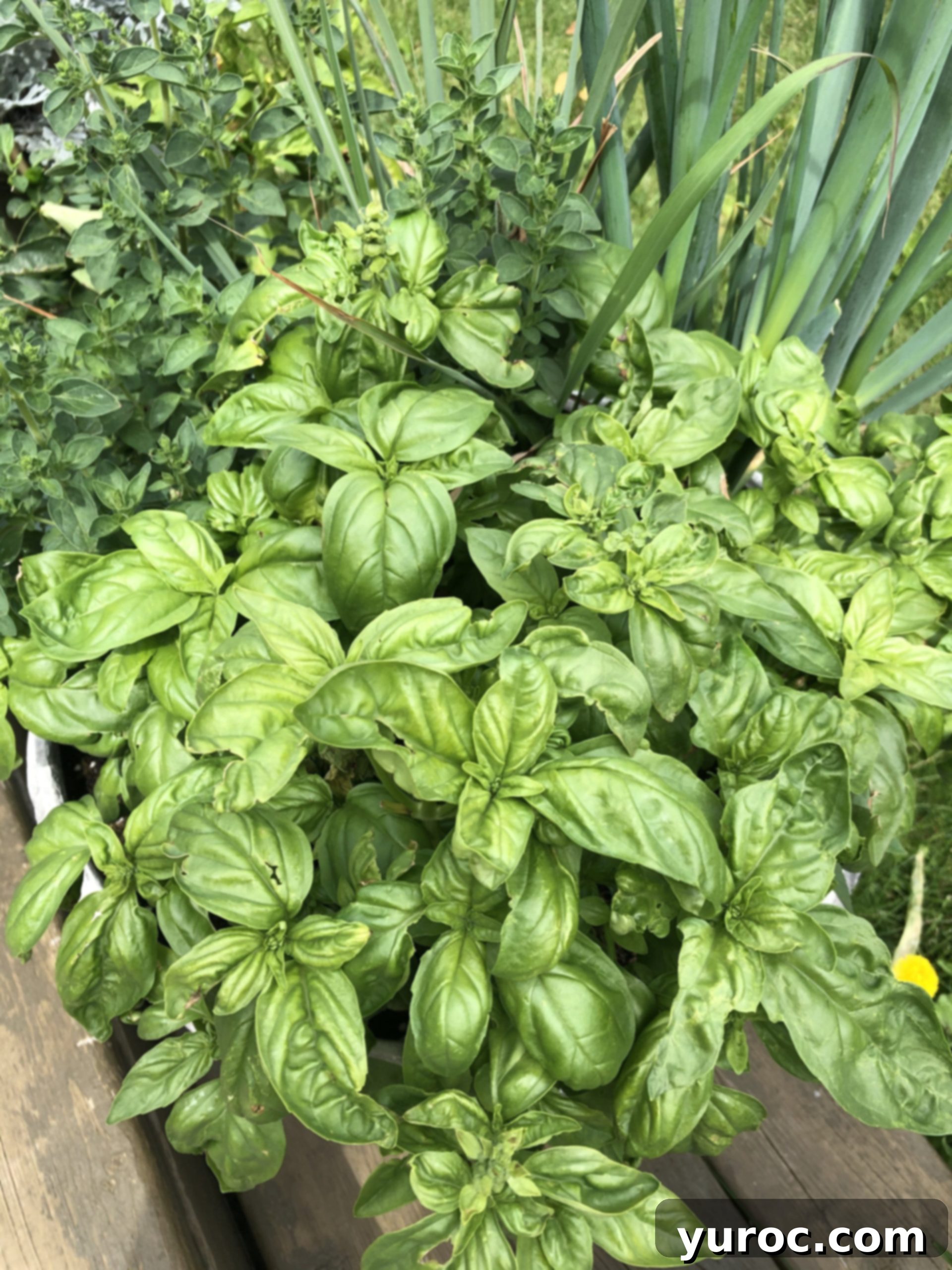 fresh basil in a pot with other herbs