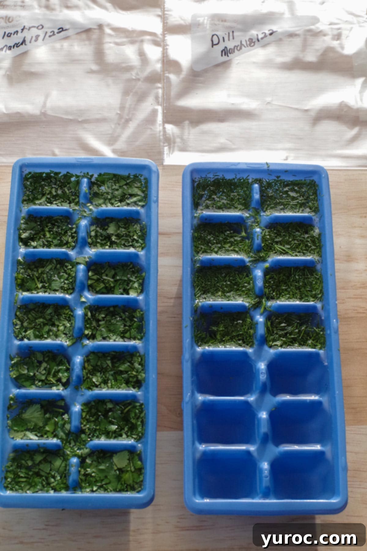 herbs in ice cubes trays filled with water and 2 labelled freezer bags in the background
