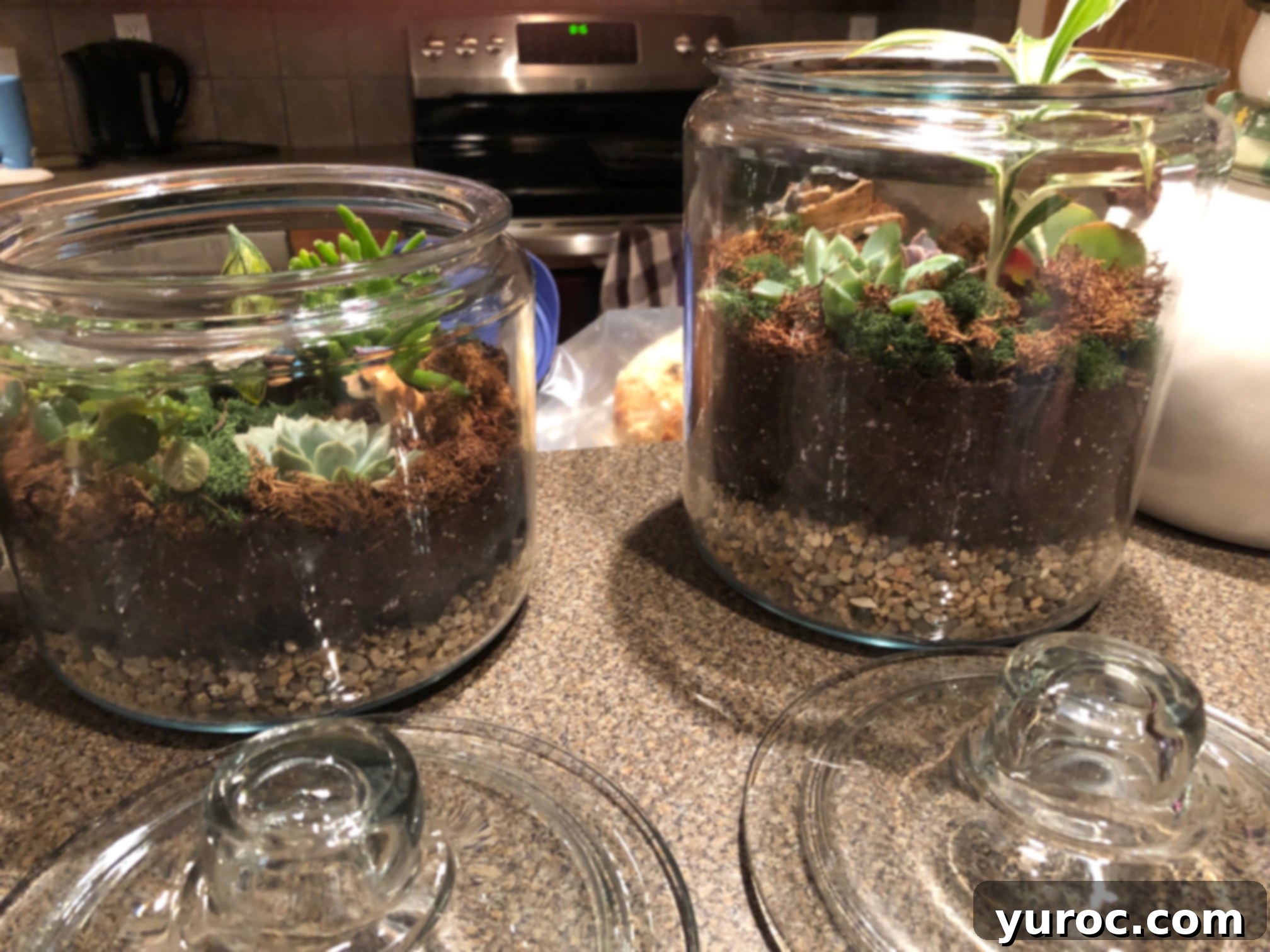 2 terrariums in glass jars with glass lids in front 