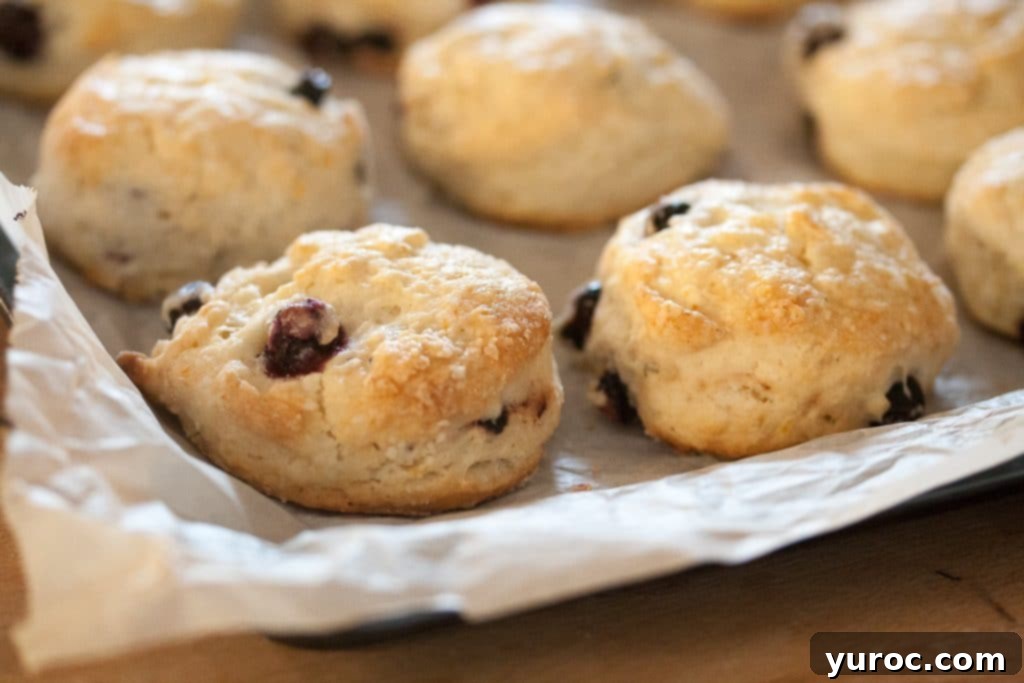 A batch of Mini Saskatoon Scones arranged neatly on a parchment-covered baking pan, fresh from the oven.
