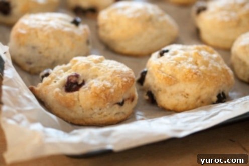 A charming display of Mini Saskatoon Scones arranged on a parchment-covered pan, hinting at their fresh-baked goodness.