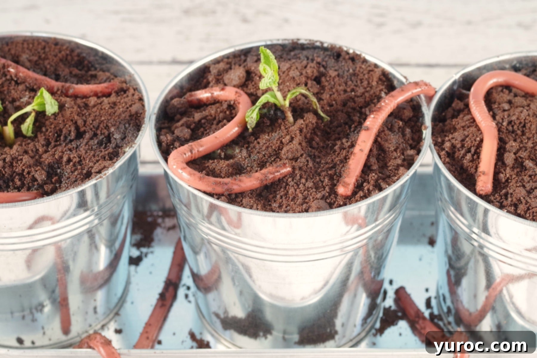 Jello worms in planter with dirt and plant (mint sprig)