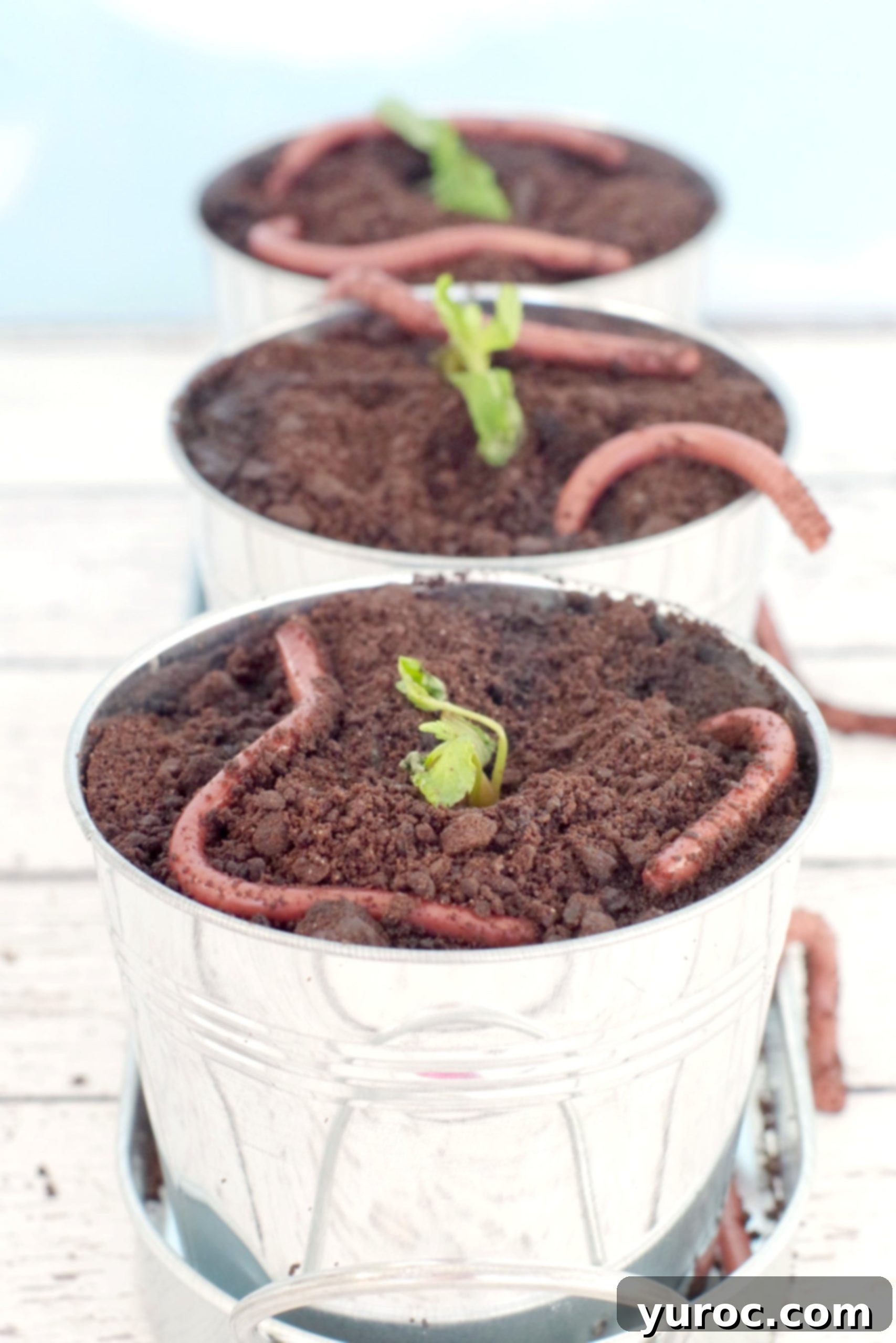 Jello worms in dirt in planter with mint sprig