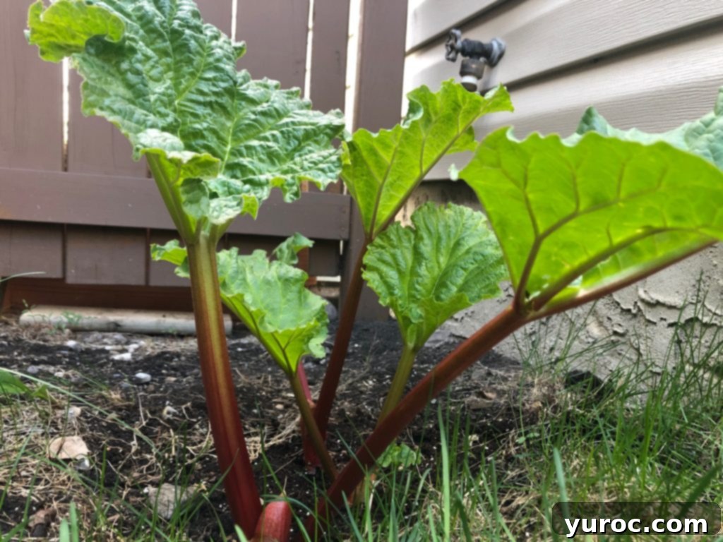rhubarb plant