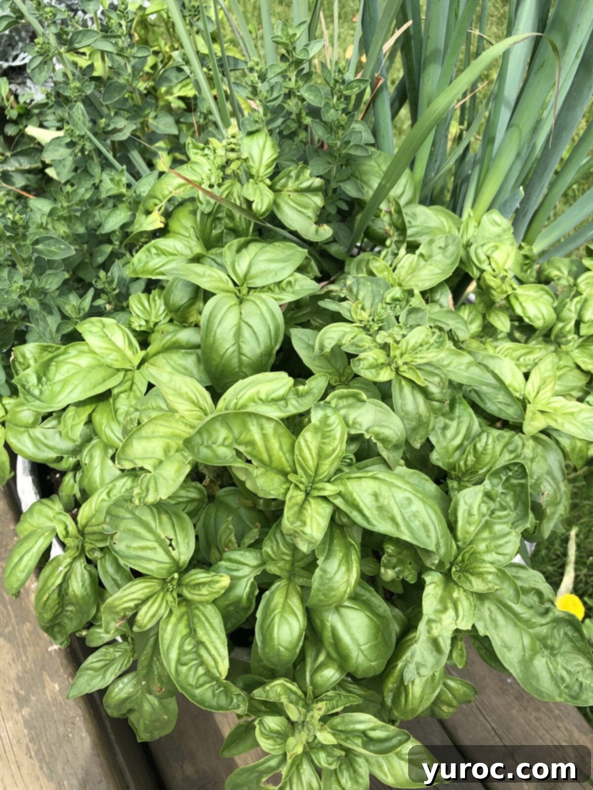 fresh basil in a pot with other herbs