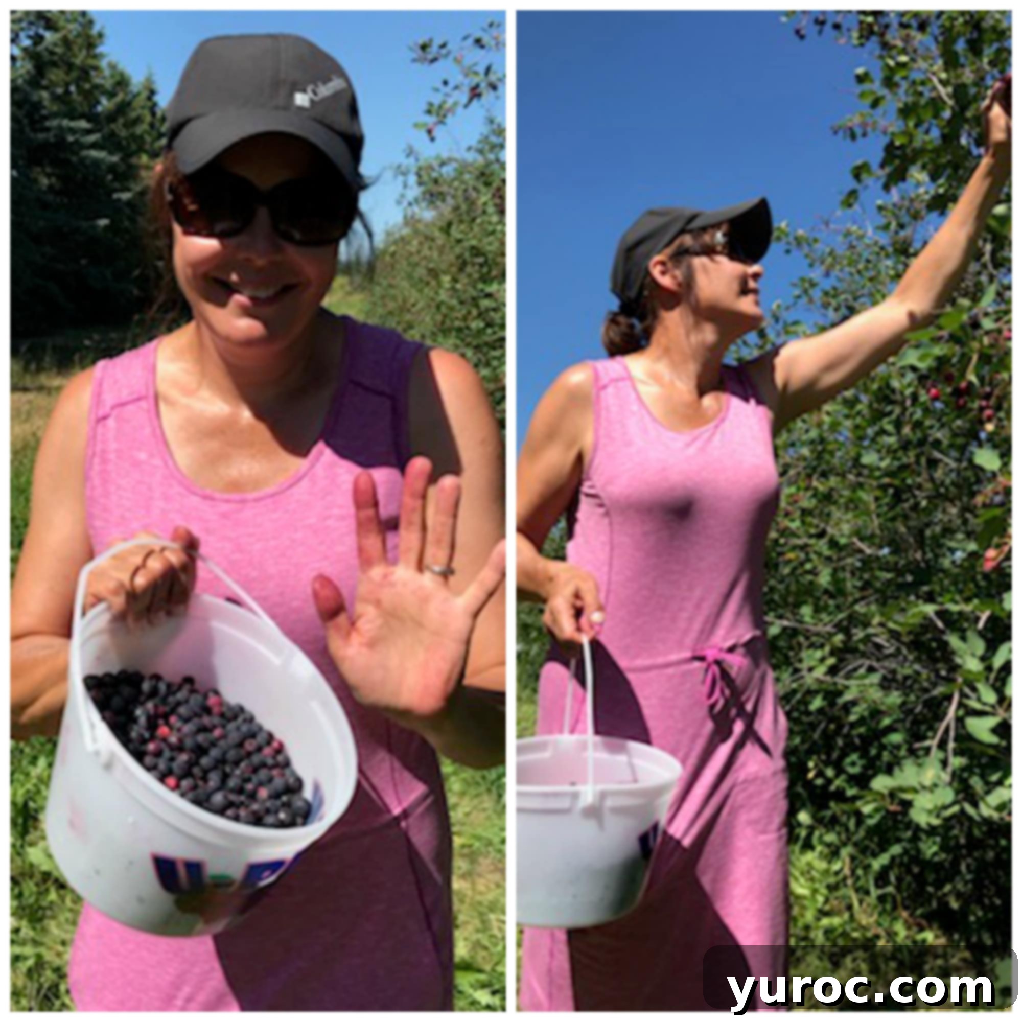 Collage of an individual picking Saskatoon berries from a bush