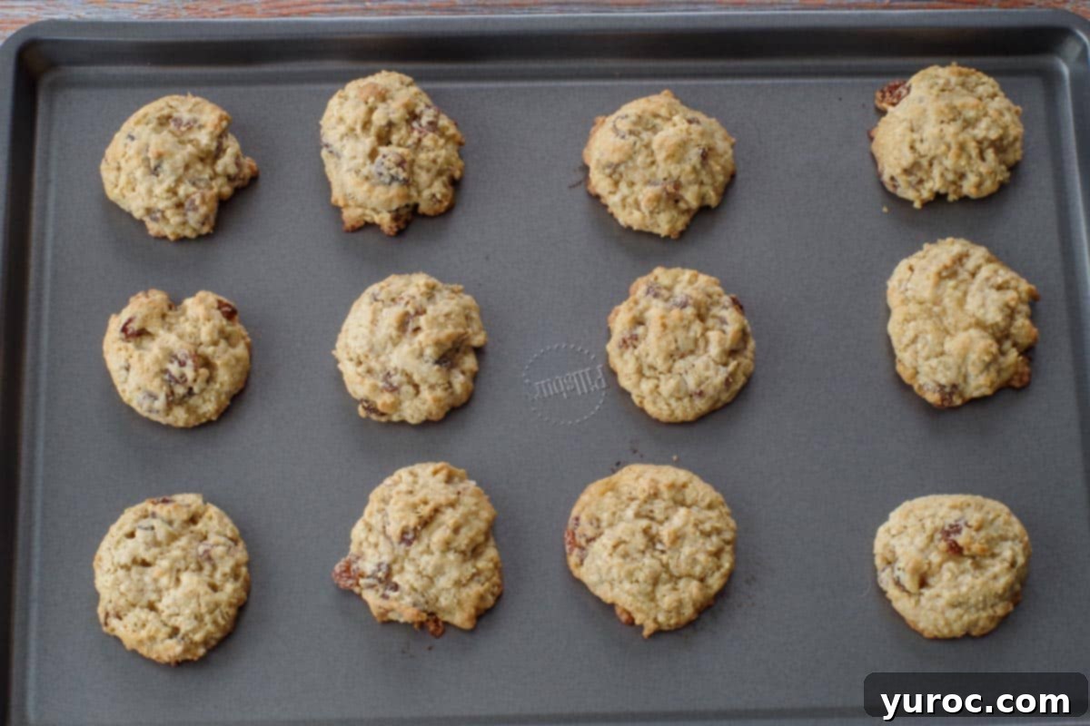 Freshly baked oatmeal raisin cookies cooling on a cookie sheet.