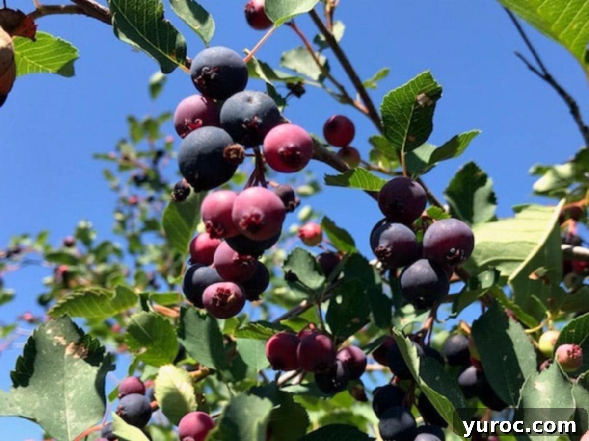 Close-up of a saskatoon berry bush laden with ripe berries