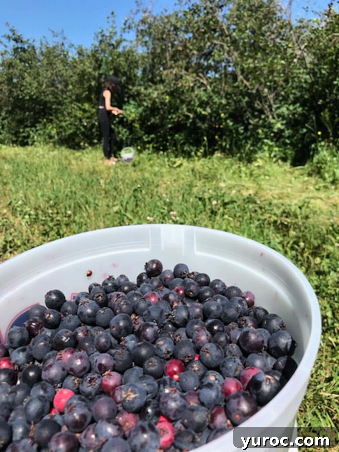 Saskatoon berries freshly picked in a bucket with Saskatoon bushes in the background